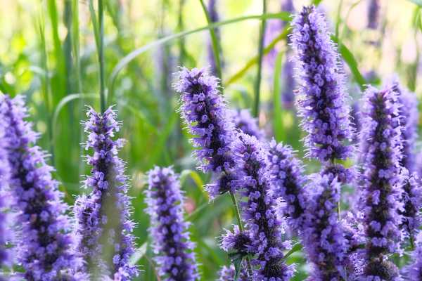  - Essential Oils
